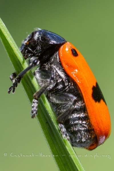 Clytre lustrée des saules (Clytra laeviuscula)