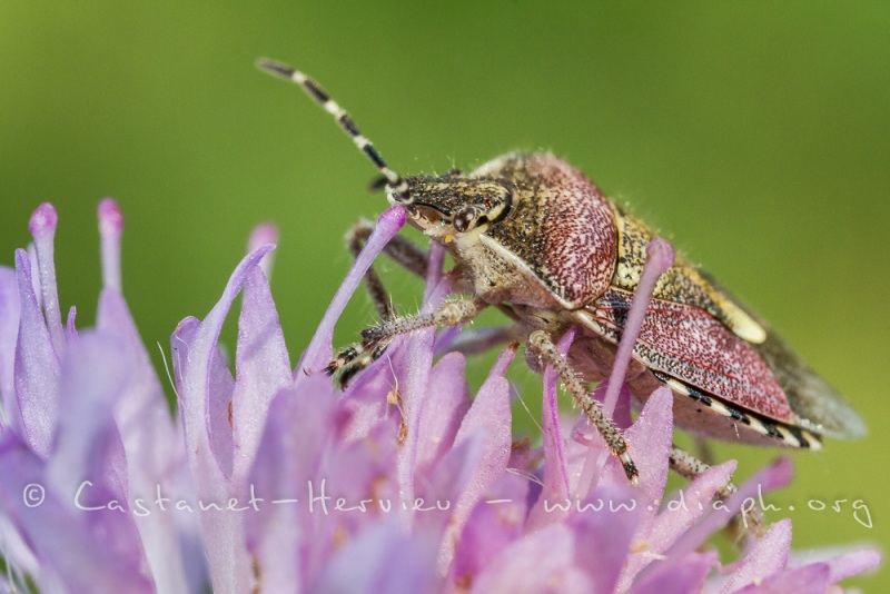 punaise Pentatome méridional (Carpocoris medeiterraneus)