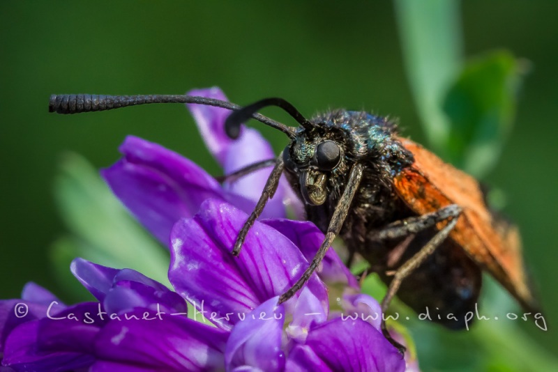 Zygène de la bruyère (Zygaena fausta)