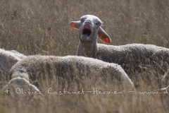 Mouton contestataire