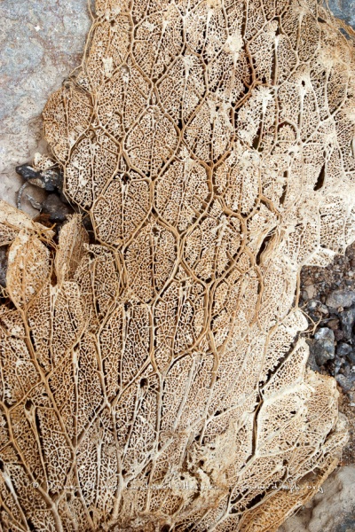 Raquettes déscéchées de Cactus géant (Opuntia echios)