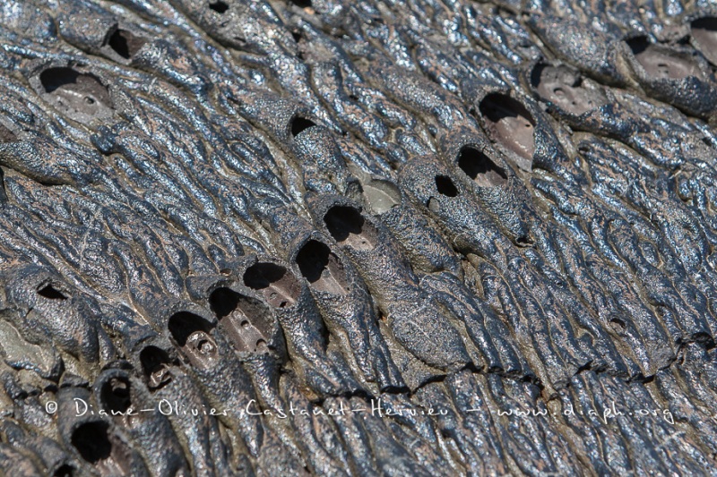 Coulées de lave, île de Santiago, Bahia Sullivan - îles Galapagos