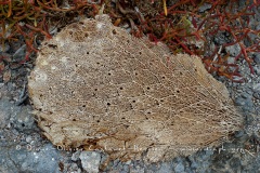 Raquettes déscéchées de Cactus géant (Opuntia echios)