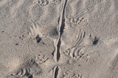 Traces d'Iguane Marins sur une plage des Galapgos