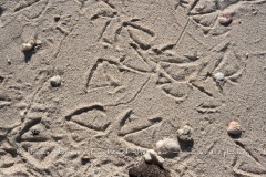 traces de Pattes de mouettes a queue d'aronde dans le sable