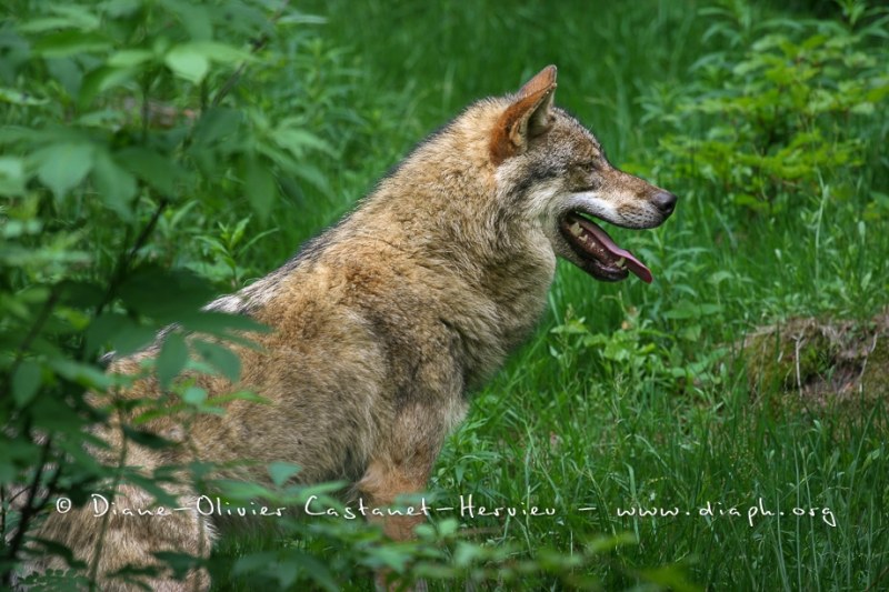 Loup gris (Canis lupus)