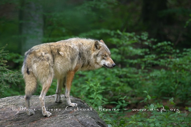 Loup gris (Canis lupus)