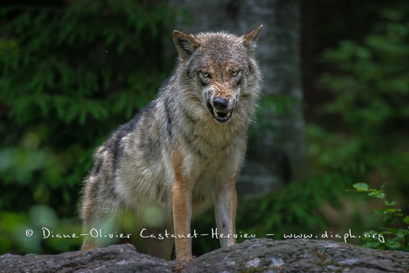 Loup gris (Canis lupus)