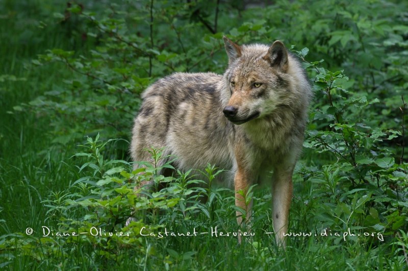 Loup gris (Canis lupus)