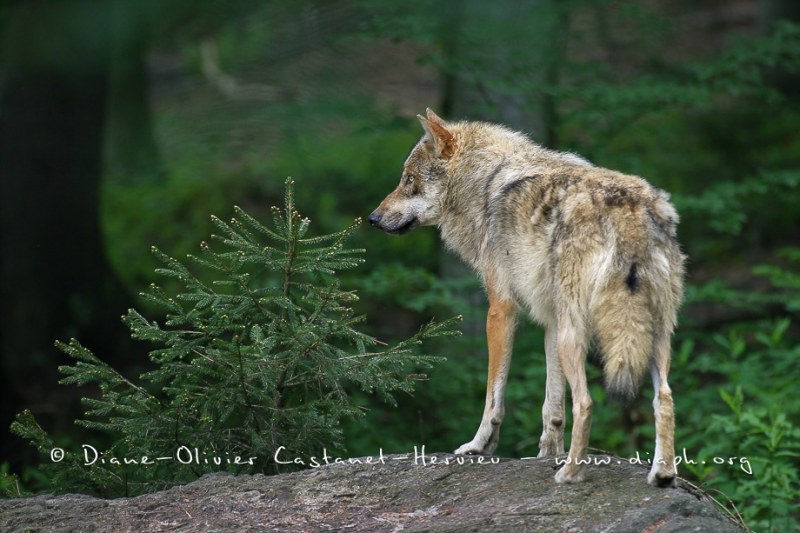 Loup gris (Canis lupus)