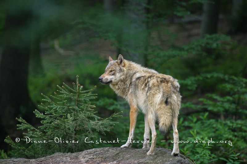 Loup gris (Canis lupus)