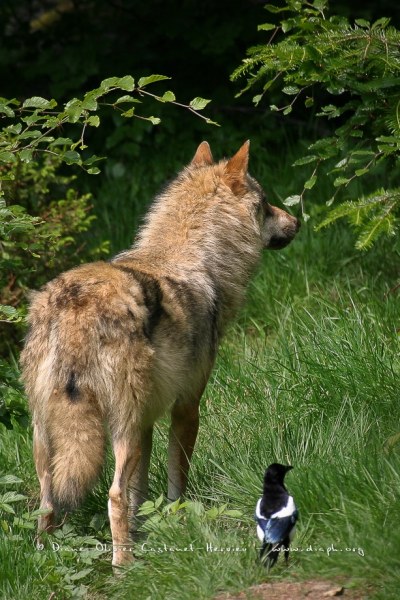 Le Loup gris et la pie