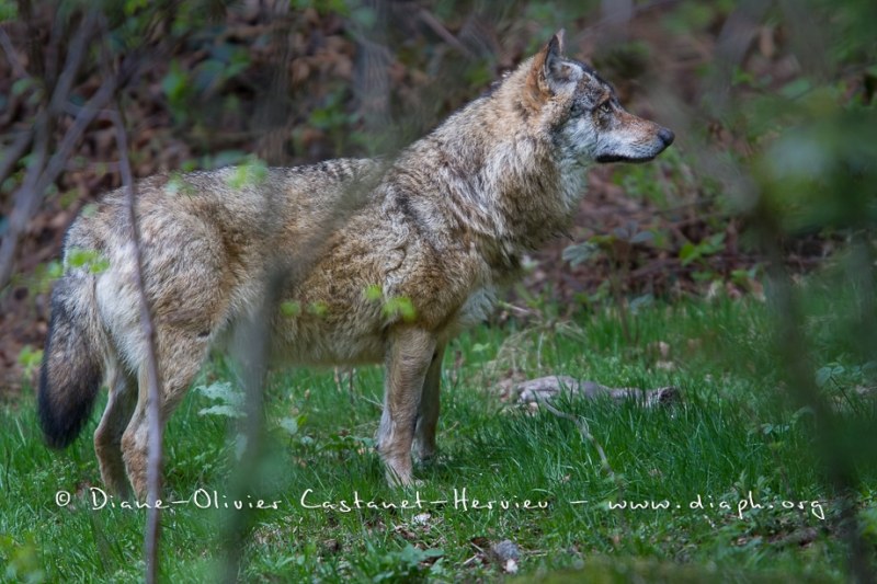 Loup gris (Canis lupus)