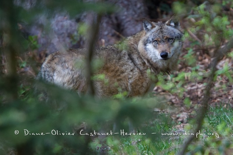 Loup gris (Canis lupus)