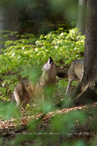 Loup gris (Canis lupus)