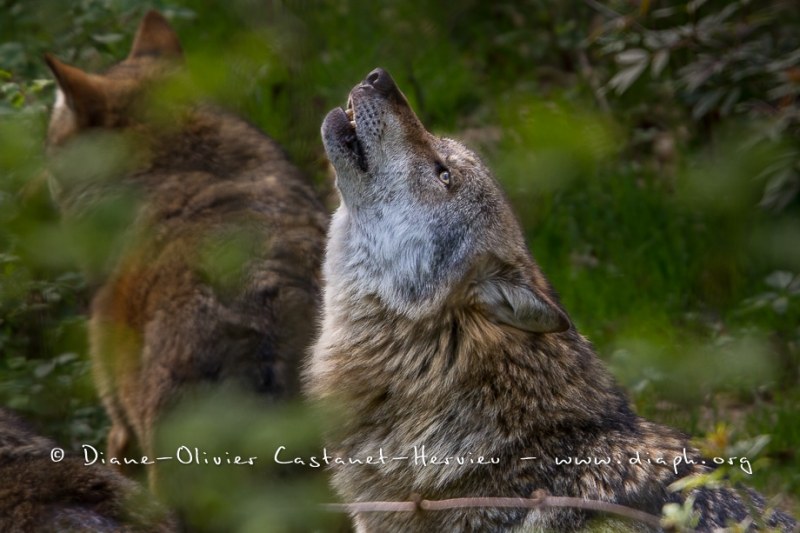 Loup gris (Canis lupus)