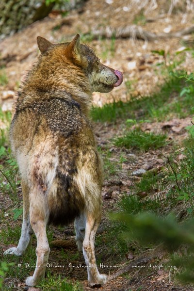 Loup gris (Canis lupus)