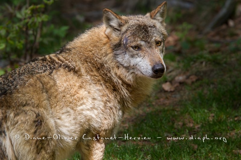 Loup gris (Canis lupus)