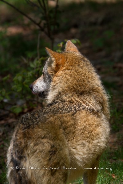 Loup gris (Canis lupus)