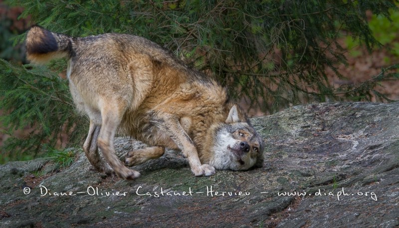 Loup gris (Canis lupus)