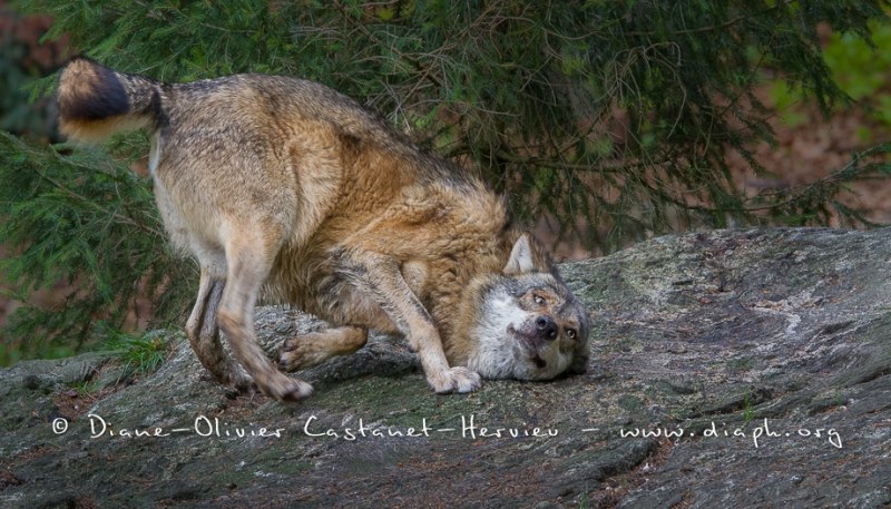 Loup gris (Canis lupus)