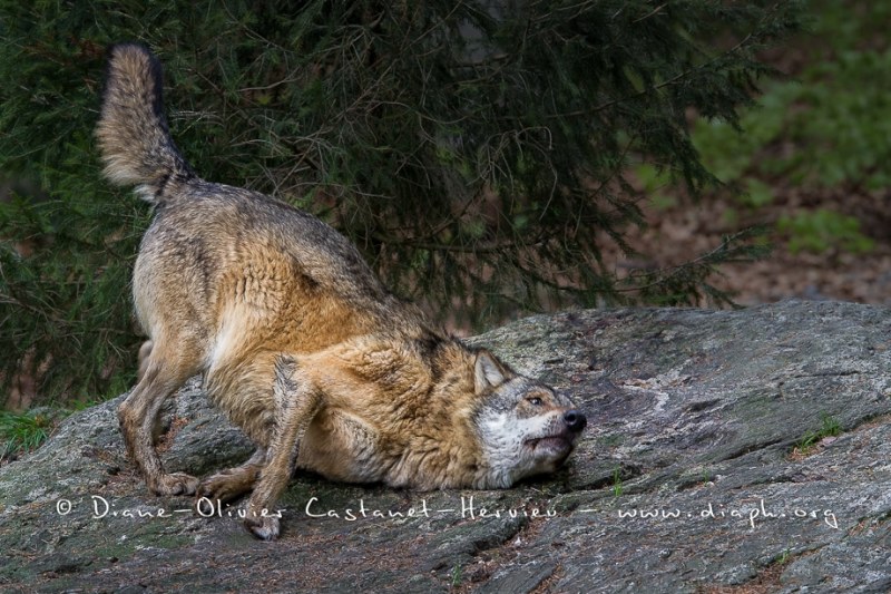 Loup gris (Canis lupus)