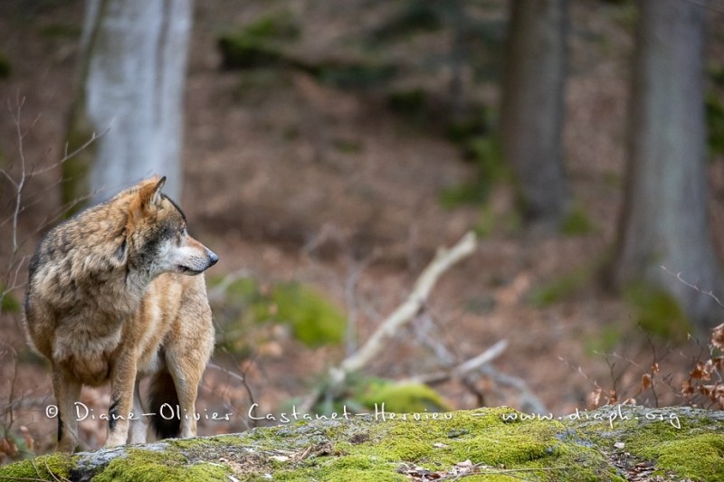 Loup gris (Canis lupus)