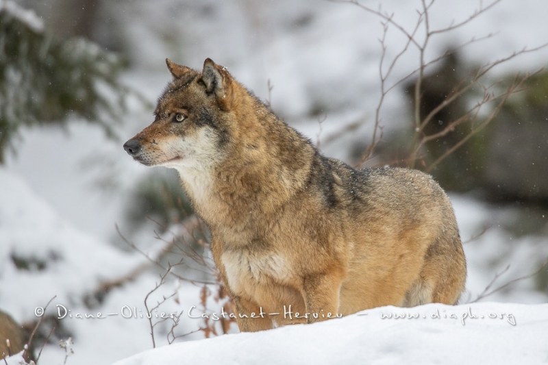 Loup gris (Canis lupus)