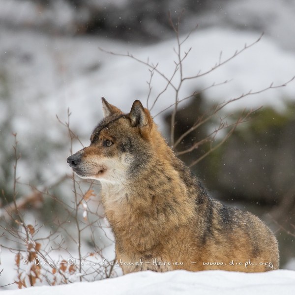 Loup gris (Canis lupus)