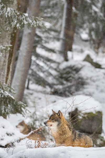 Loup gris (Canis lupus)