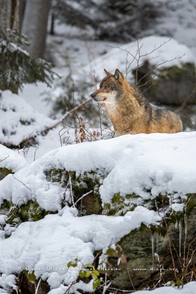 Loup gris (Canis lupus)