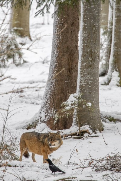 Loup gris (Canis lupus)