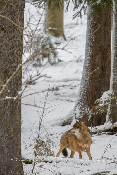 Loup gris (Canis lupus)