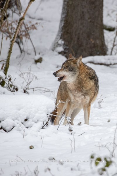 Loup gris (Canis lupus)