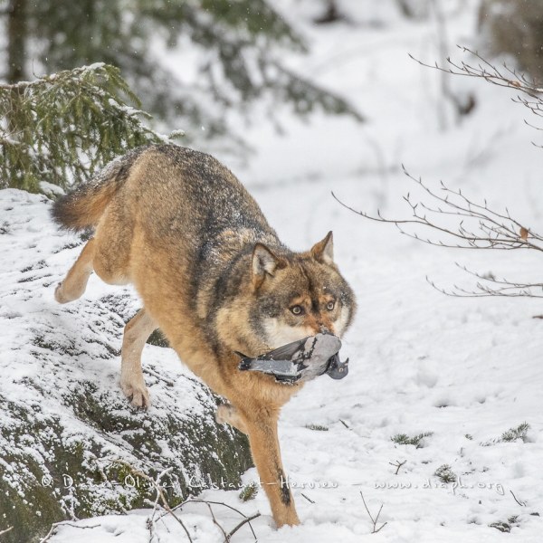 Loup gris (Canis lupus)