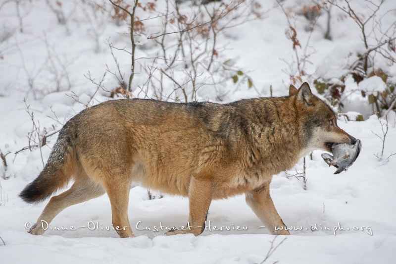 Loup gris (Canis lupus)