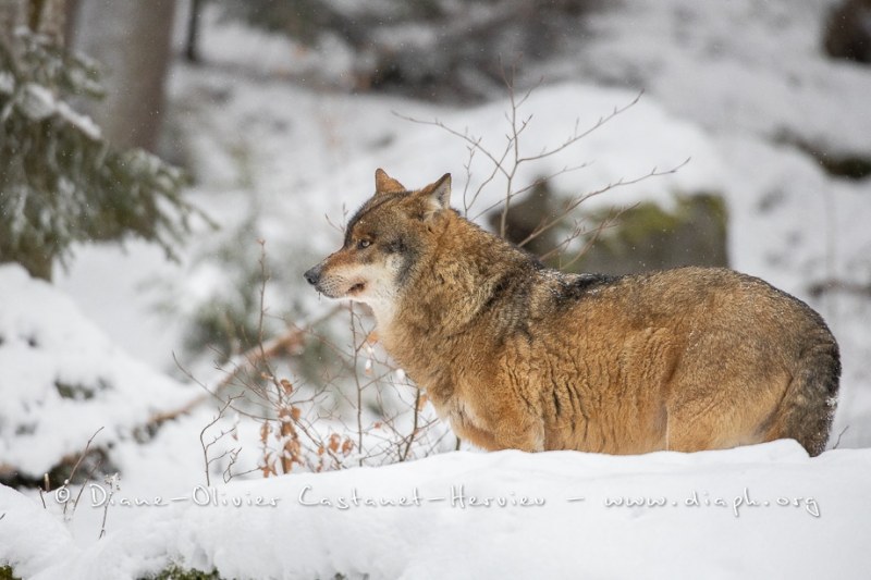 Loup gris (Canis lupus)