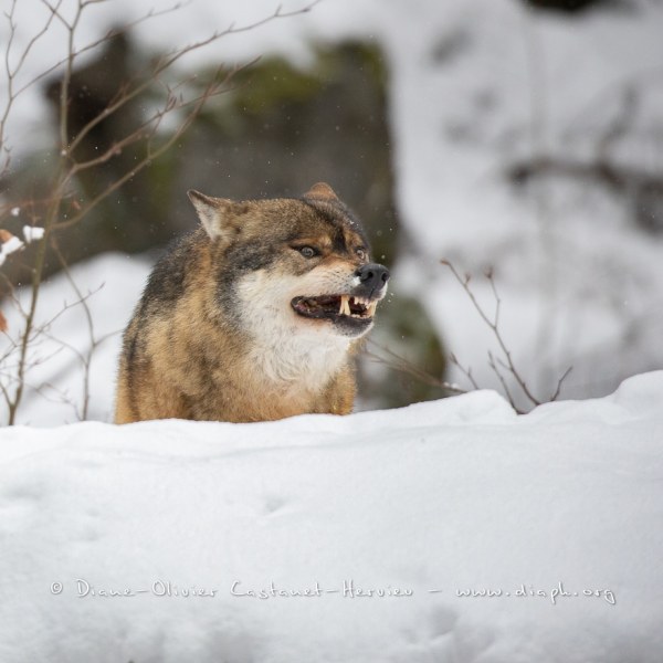 Loup gris (Canis lupus)