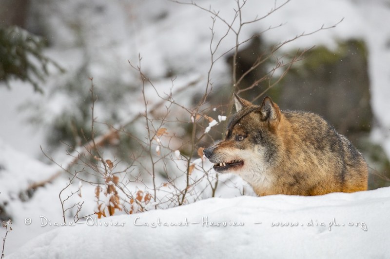 Loup gris (Canis lupus)