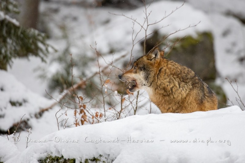 Loup gris (Canis lupus)