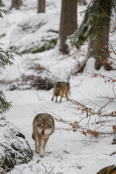 Loup gris (Canis lupus)