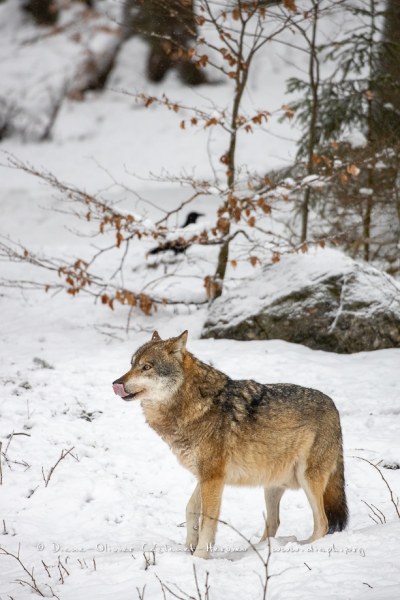 Loup gris (Canis lupus)