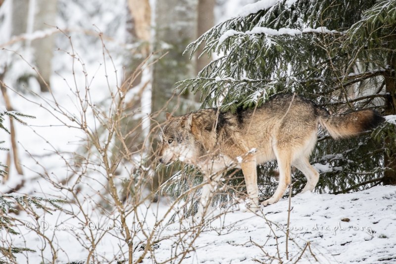 Loup gris (Canis lupus)