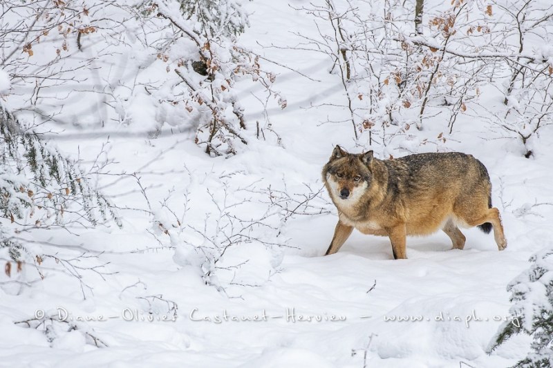 Loup gris (Canis lupus)