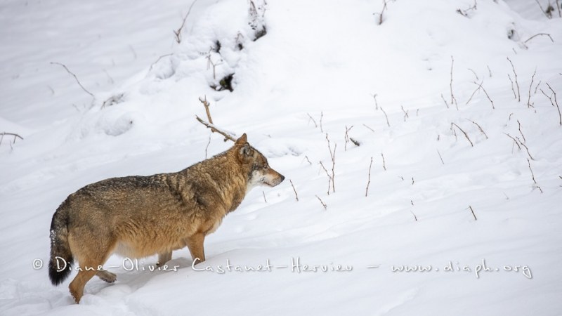 Loup gris (Canis lupus)