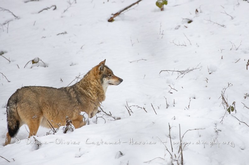 Loup gris (Canis lupus)