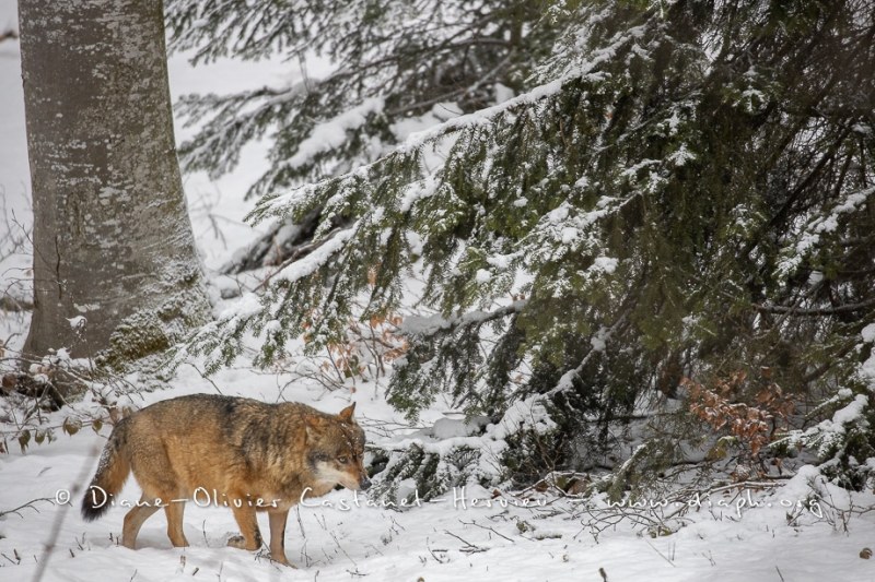 Loup gris (Canis lupus)