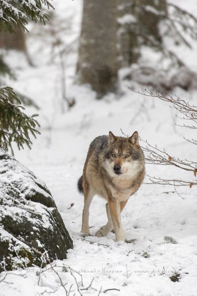 Loup gris (Canis lupus)