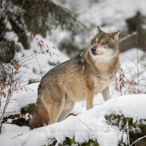 Loup gris (Canis lupus)