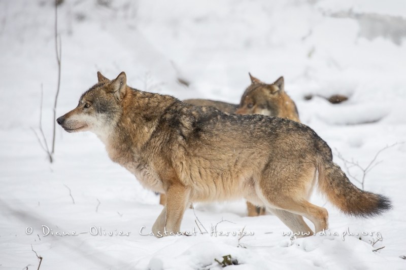 Loup gris (Canis lupus)